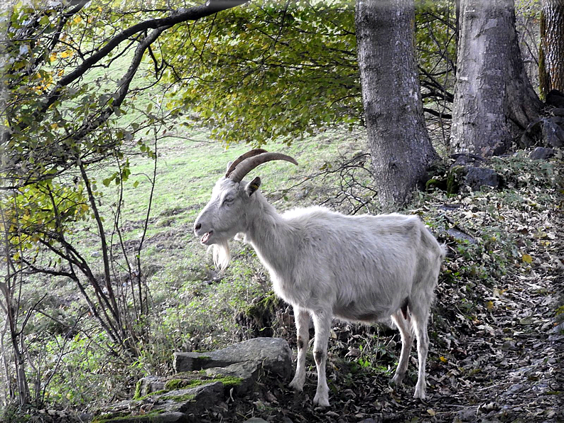 foto Monte Colmegnone